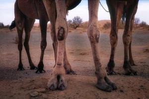 camel knees
