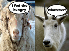 sheep n goats